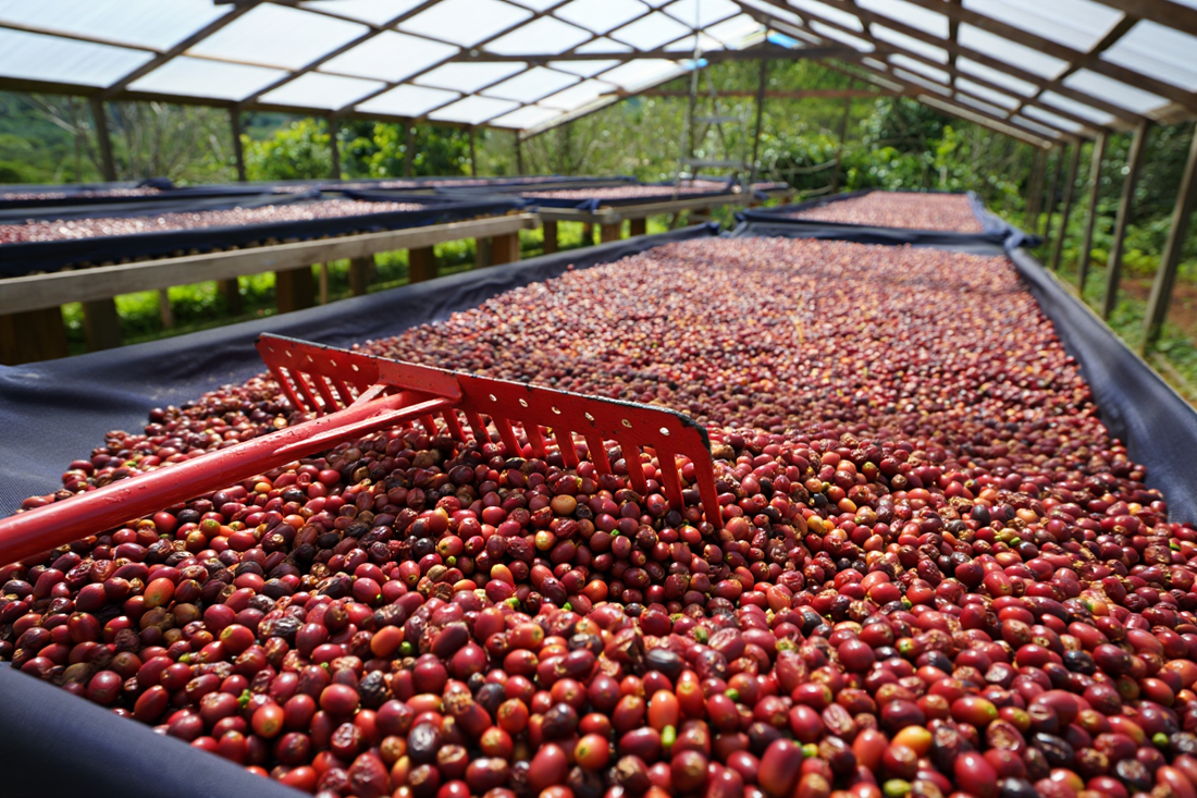 Coffee beans laying out to dry under a sheer roof