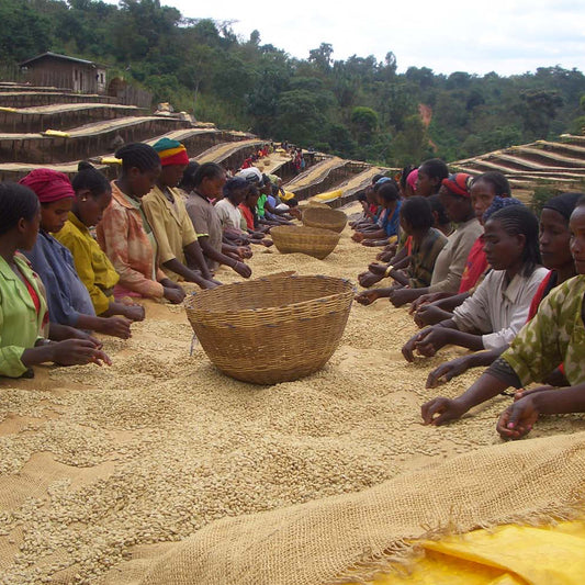 Ethiopia Yirgacheffe Kochere - Haiku Brew