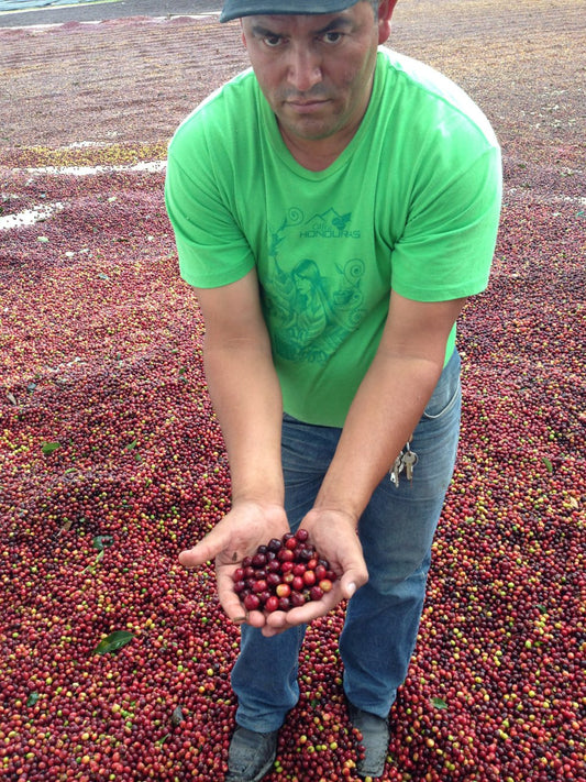 Man holding coffee cherries in a field of coffee berries