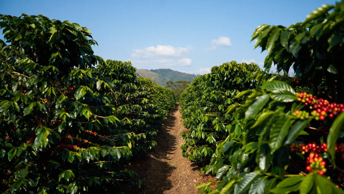 Sustainable Coffee Cultivation: Practices for a Greener Future