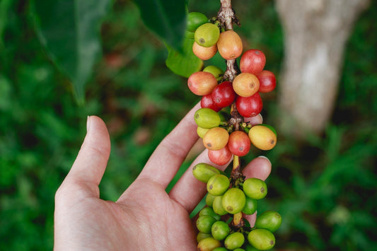 A hand holding a branch of coffee cherries