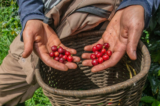 A coffee farmer holding coffee cherries in his hands.