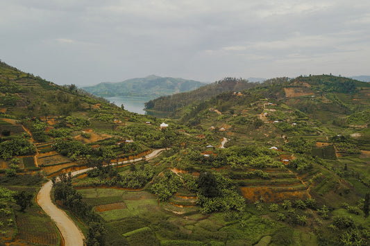 Mountainous terrain of a coffee farm