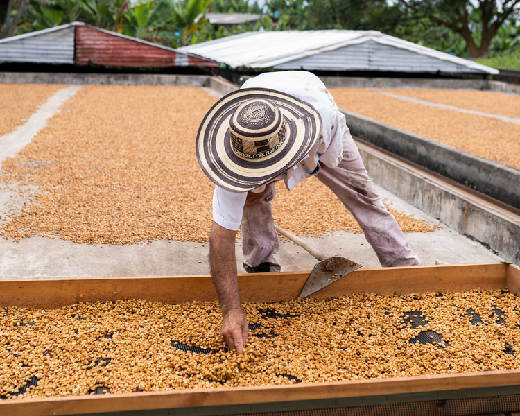 Single Origin