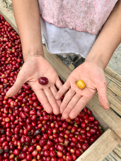 Washed Decaf by Sebastian Ramirez - Haiku Brew