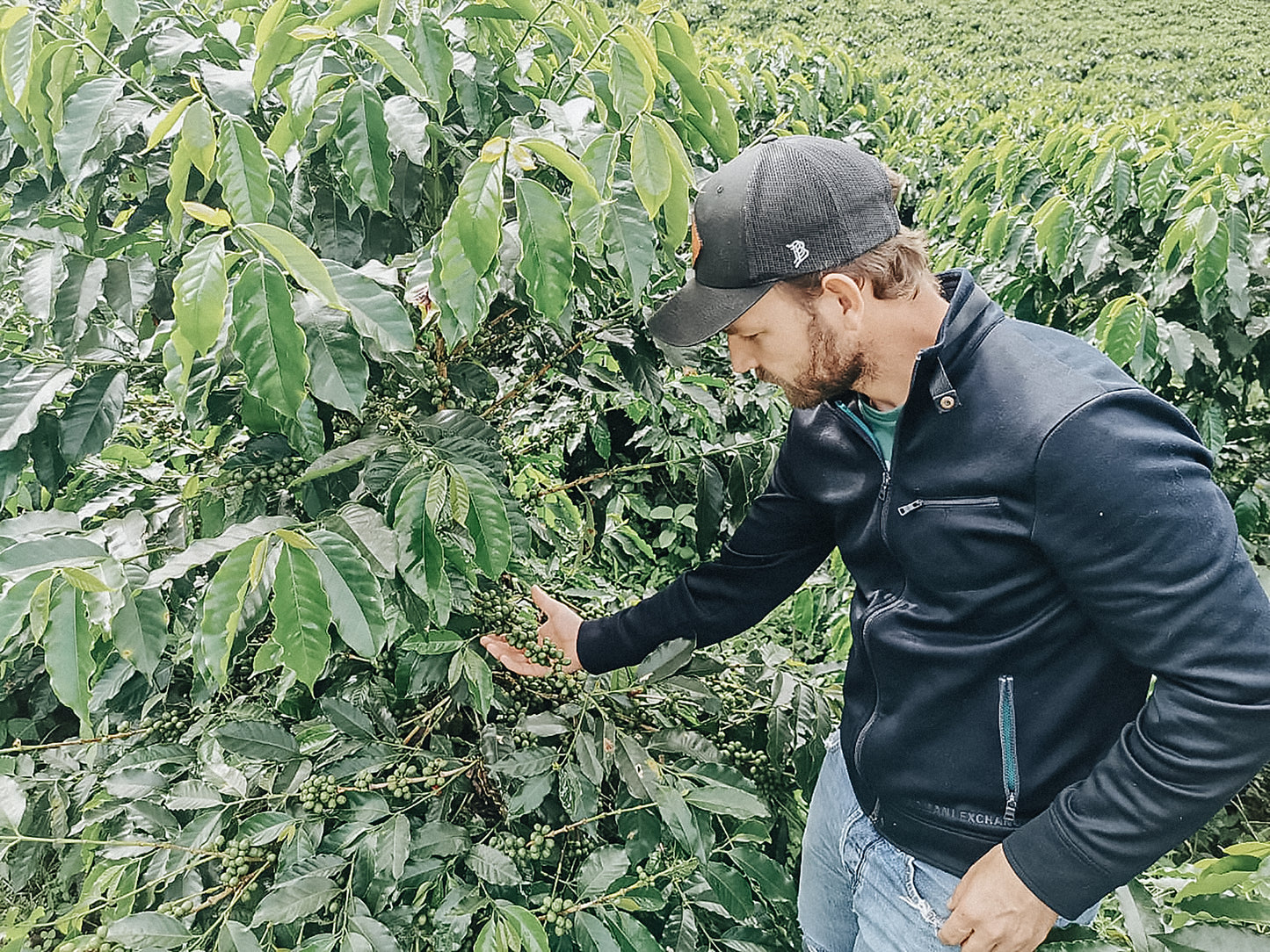 Washed Decaf by Sebastian Ramirez - Haiku Brew