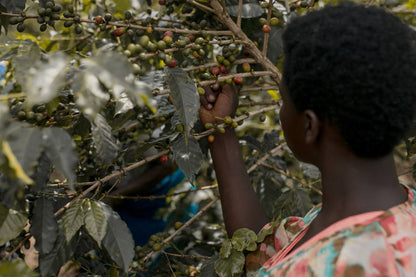 Rwanda Anaerobic image 2