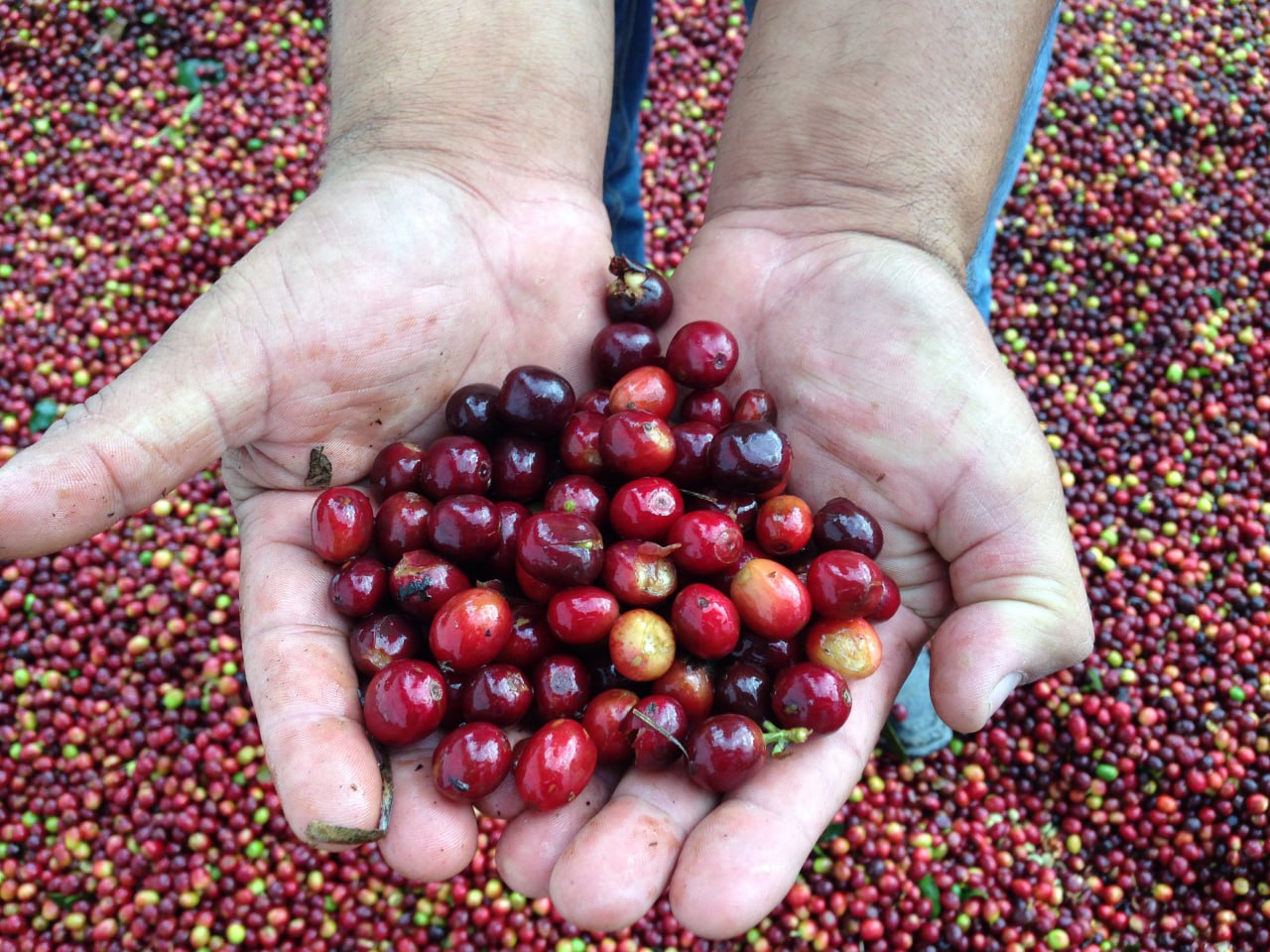 Hands holding red coffee cherries with a background of coffee beans