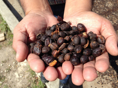 Hands holding dried fruits or seeds on a blurred outdoor background