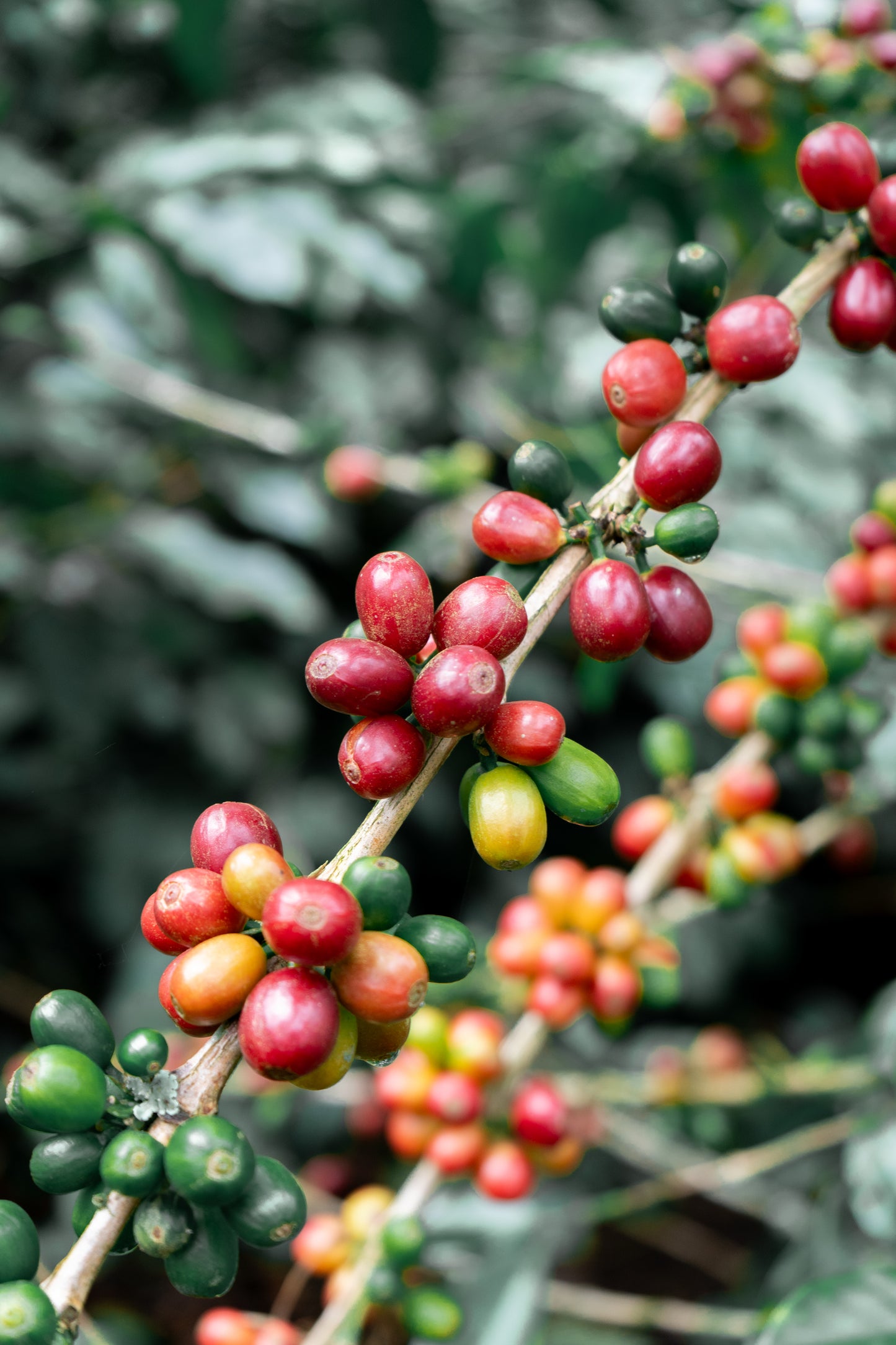 Washed Decaf by Sebastian Ramirez - Haiku Brew