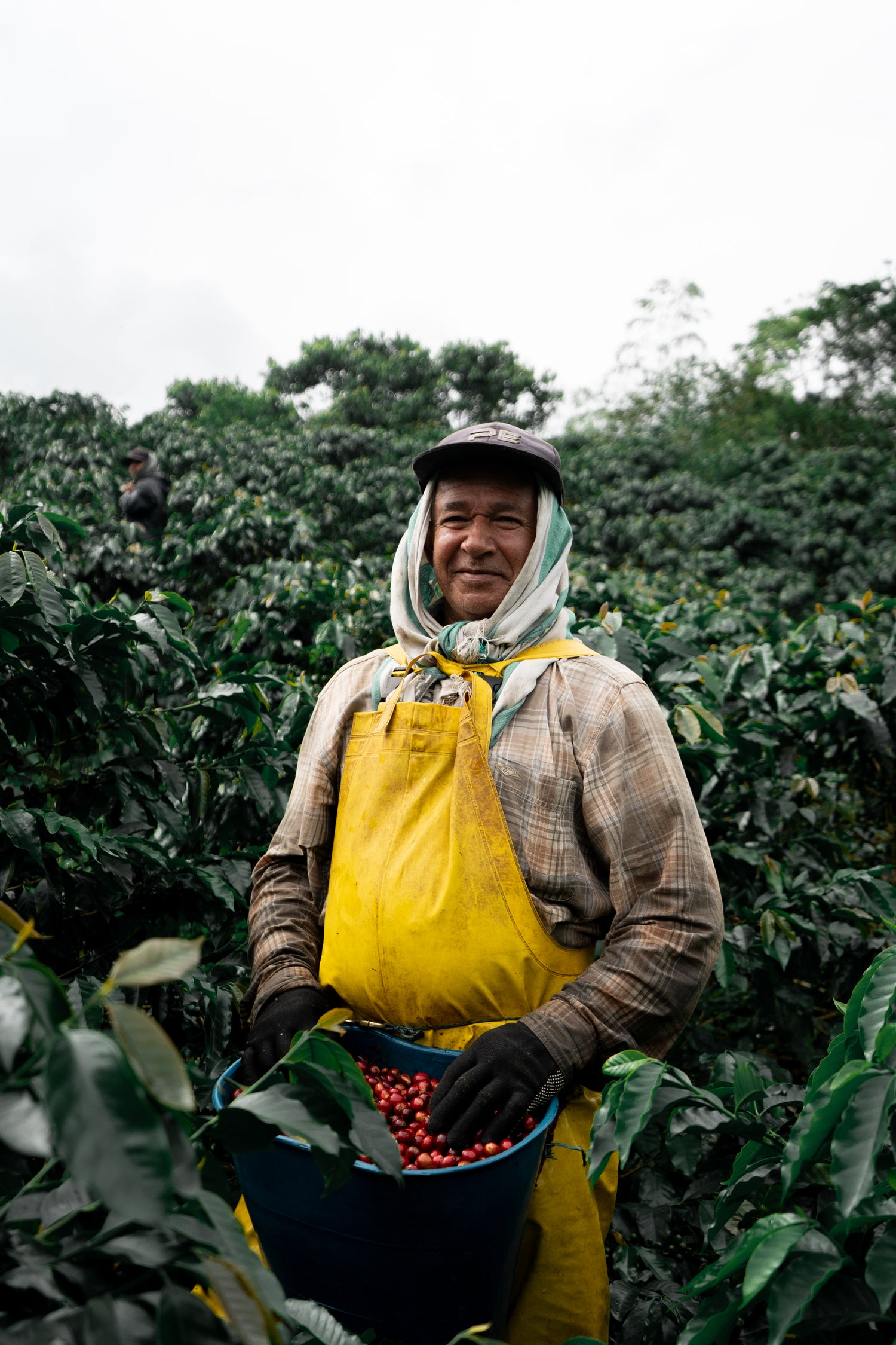 Washed Decaf by Sebastian Ramirez - Haiku Brew