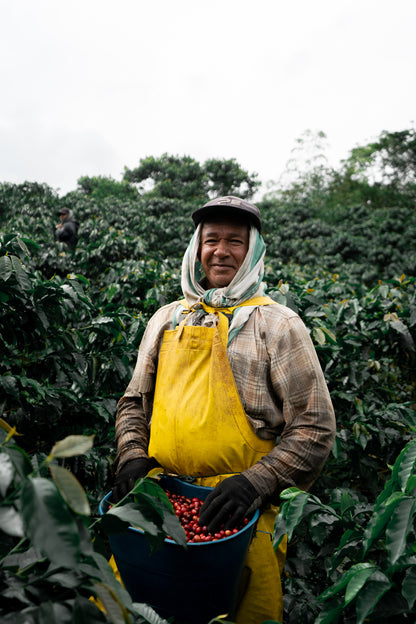 Washed Decaf by Sebastian Ramirez - Haiku Brew